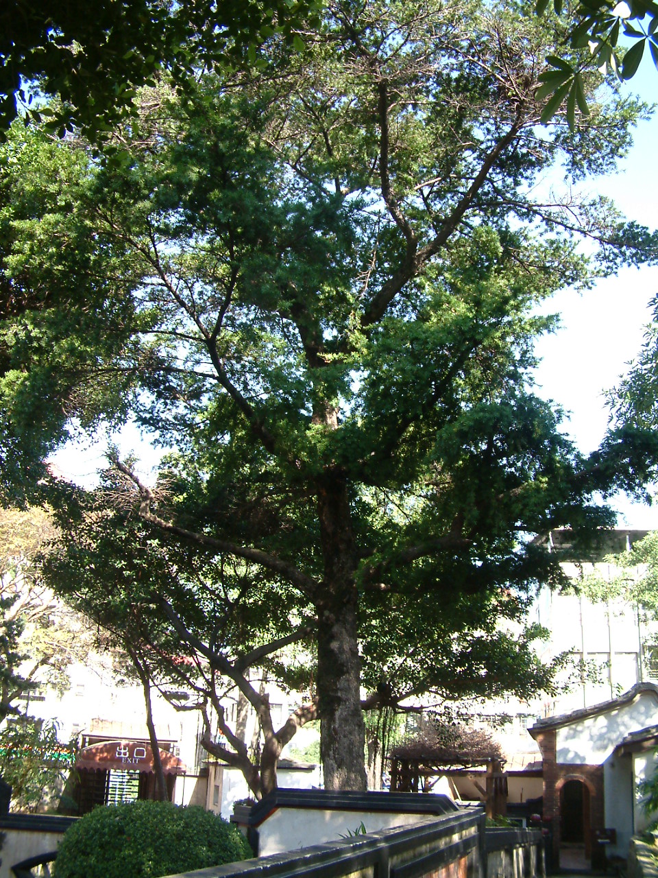台灣油杉